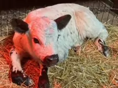 Protect Every Newborn Calf from Scours