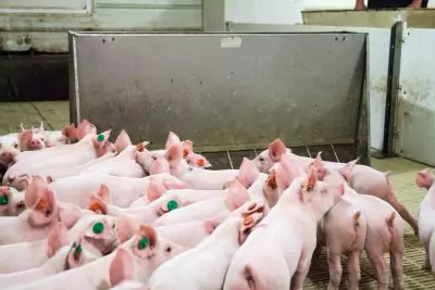 Weaner pigs in nursery