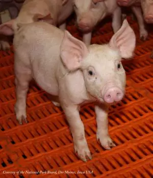 Weaner pig in nursery